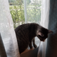 Illustration for article titled Say hello to **Missy**, our new rescued cat!